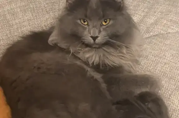 Chat perdu, Levallois-Perret, photo: Chat Norvégien perdu