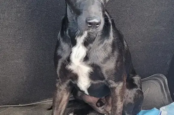 Chien mâle Beauceron croisé staff, noir/blanc, câlin. - photo