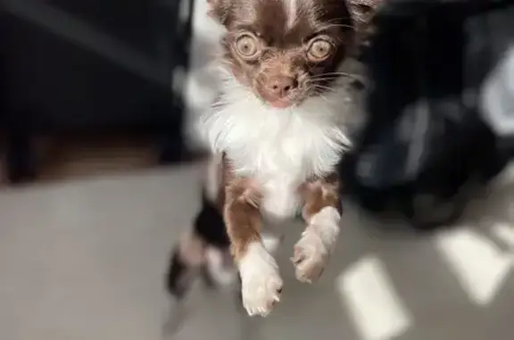 Chien perdu Le Havre, photo : Chien chihuahua mâle disparu au Havre
