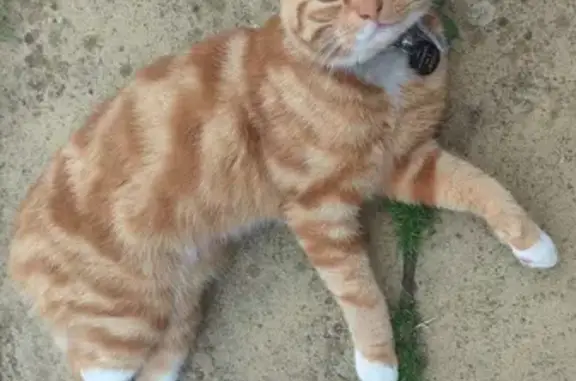 Lost Ginger Cat: Friendly, Microchipped & Neutered