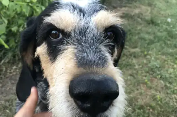 Animaux perdus , photo: Chien mâle bleu de Gascogne perdu à Pontours