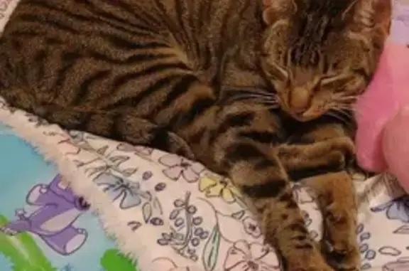 Lost Friendly Tabby Cat: Microchipped & Desexed | Salisbury