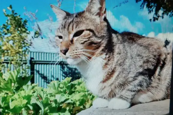 Lost Tabby Shorthair: Timid Cat, Richmond Road, Mitcham