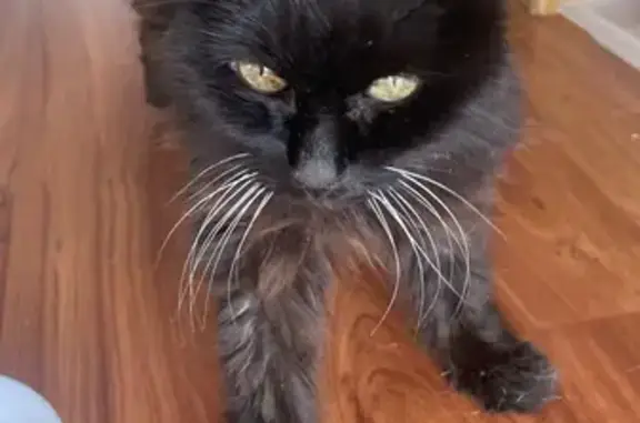 Chatte âgée trouvée, maigre et sans identification - photo