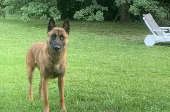 Animaux perdus Monclar-de-Quercy, photo: Chien Malinois perdu, robe fauve écureuil, route de Génébrières