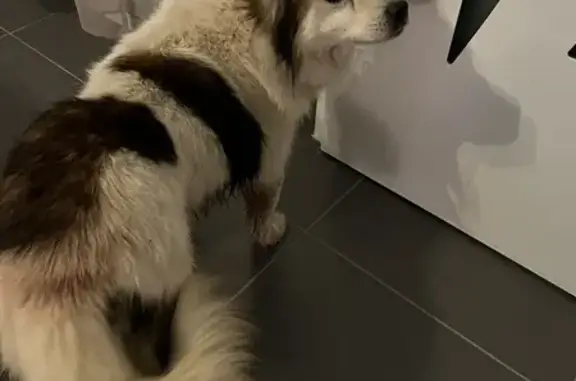Chien trouvé en sécurité à Milizac-Guipronvel - photo