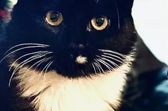 Lost Shy Black & White Cat in Manningham