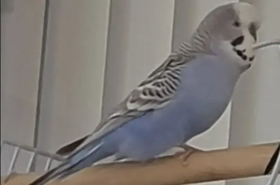 Lost Blue Budgie: Escaped on Palatine St, Brisbane