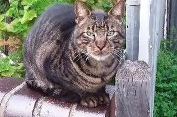 Lost Male Cat: 9yo, Desexed, Microchipped - Adelaide, SA
