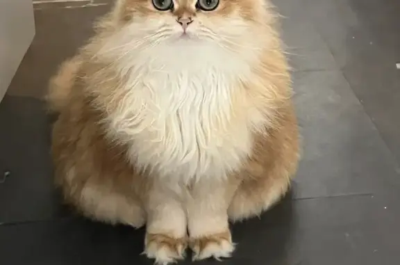 Animaux perdus Palaiseau, photo: Chat roux british longhair disparu à Palaiseau. Aidez-moi SVP!