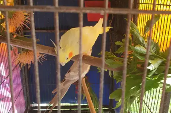 Vibrant Yellow Cockatiel: Friendly & Free at Esplanade!