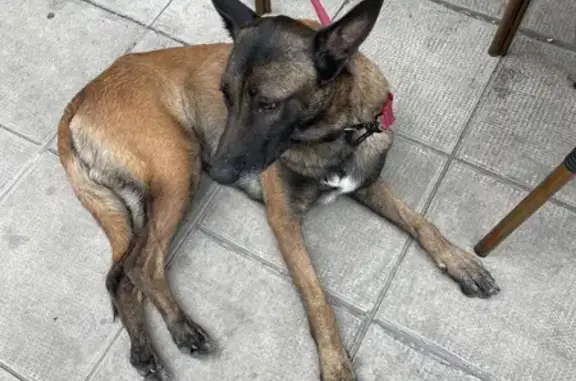 Chien malinois beige trouvé sur plage - photo
