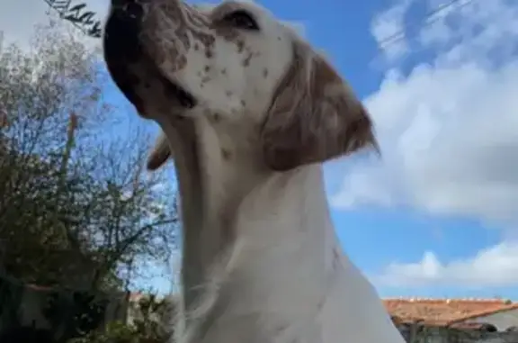 Animaux perdus L'Île-d'Elle, photo: Chien disparu: Calypso & Talya Rue des Faïenciers, 7