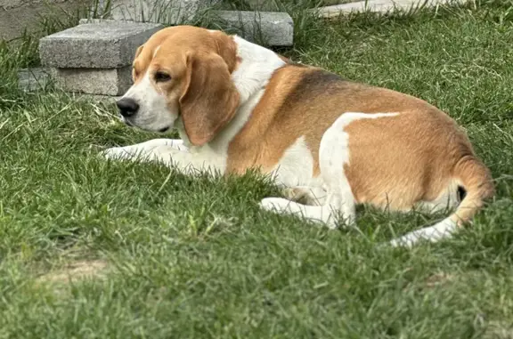 Chien perdu Alba-la-Romaine, photo : Chien disparu : Beagle croisé, marron clair, gentil.
