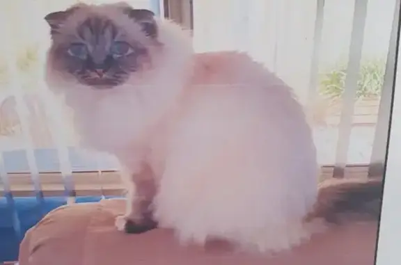 Lost Female Seal Tabby Birman Cat: Distinctive Features & Clipped Ears, Bradford Avenue, Adelaide