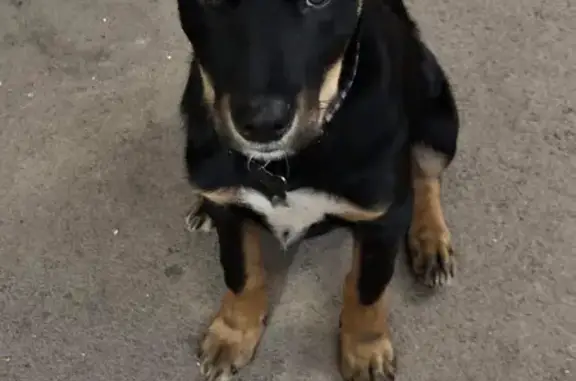 Lost Kelpie X Puppy: Help Find Chewy!