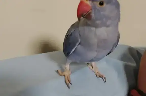 Lost 1yr old Violet Indian Ringneck Parakeet on Haddington Street, Port Adelaide