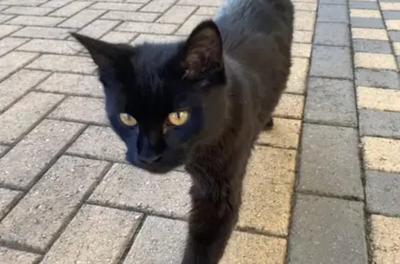 Lost & Found: Friendly Black Cat on Ward St