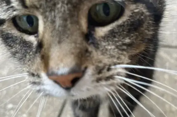 Missing Cat Poppett: Slim, Deaf, Green-Eyed Senior