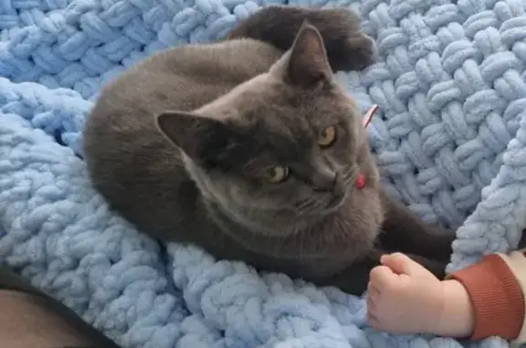 Lost British Grey Cat: Female, 1 Year Old