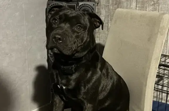 Chien perdu , photo : Chien staffie Thales perdu, harnais rouge, 13 mois, tout noir avec tache blanche, pucé. Appeler si vu.