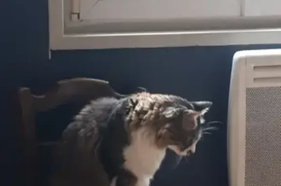 Animaux perdus , photo: Chat mâle perdu à Moranville