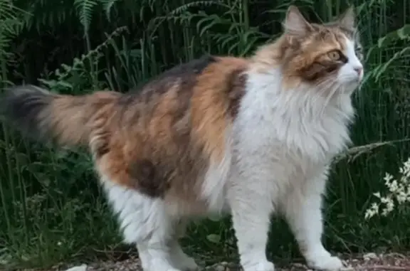 Animaux perdus Saint-Denis-de-Pile, photo: Chat angora tricolore perdu à Saint-Denis-de-Pile le 30/10.