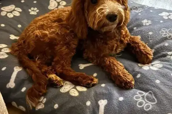 Lost Ginger Cockapoo: Male, 8 Months Old