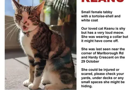 Missing Cat Keanu: Small Female Tabby with Unique Markings