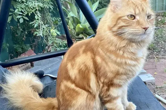 Lost Ginger Fluffy Male Cat | Missing since 30/10/23