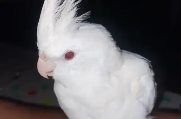 Lost White Cockatiel: Glenelg North 5045