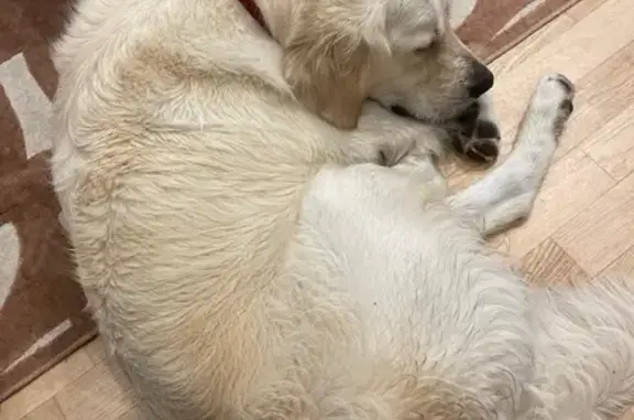 Chien perdu Caluire-et-Cuire, photo : Chien Max, Golden castré, disparu à Caluire-et-Cuire