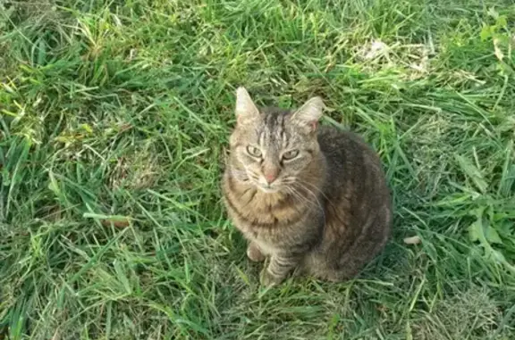 Animaux perdus Saint-Hilaire-de-la-Côte, photo: Chat perdu Chemin Marais, Saint-Hilaire