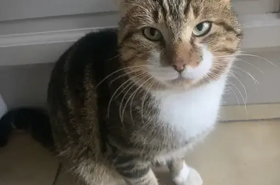 Chat affectueux à Pitgam - photo