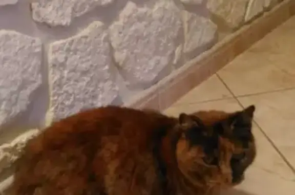 Chat perdu, , photo: Chat disparu - Chatte écaille de tortue - Avenue Général Leclerc, Palalda