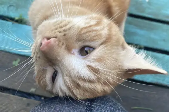 Chat trouvé : angoissé, affamé, affectif. Coatuelen, Plouzané. Contactez-moi au 0606440918. - photo