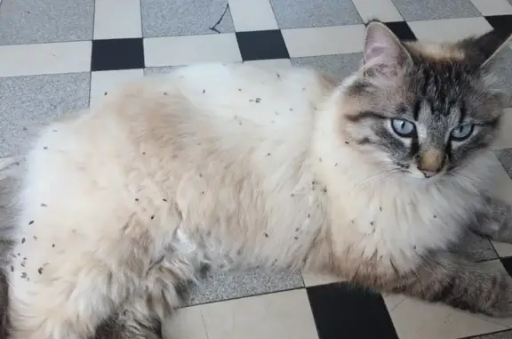 Animaux perdus Brest, photo: Chat Siamois croisé perdu, mâle, castré, pucé