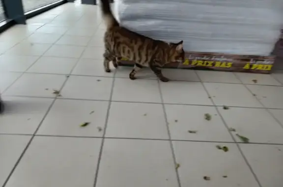 Chat trouvé près super U, collier anti-puce, motif pattes et clochette. - photo