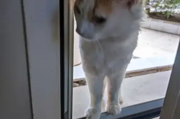 Animaux perdus Paris, photo: Chat européen disparu, 3 ans, Rue de Vouillé, Paris