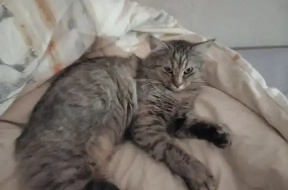 Animaux perdus L'Isle-Jourdain, photo: Chat disparu : Petite chatte Isabelle, 2 ans, poil mi long, robe multicolore