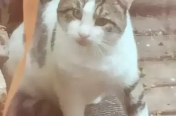 Chat corpulent trouvé avec jeune chatte, craintif et joueur - photo