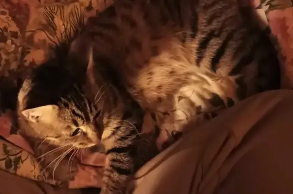 Chat trouvé, 2 ans, tigré, affectueux, poils tristes. Mézilles, Bourgogne. - photo