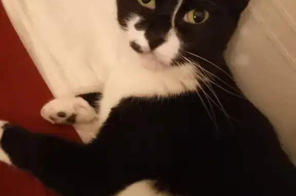 Chat perdu, Nancy, photo: Chatte 4 ans disparue, pucée, Boulevard Charlemagne, Nancy