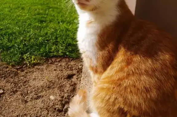 Animaux perdus Bourbon-Lancy, photo: Chat mâle roux et blanc, poil mi-long, sociable. Disparu à Bourbon-Lancy.