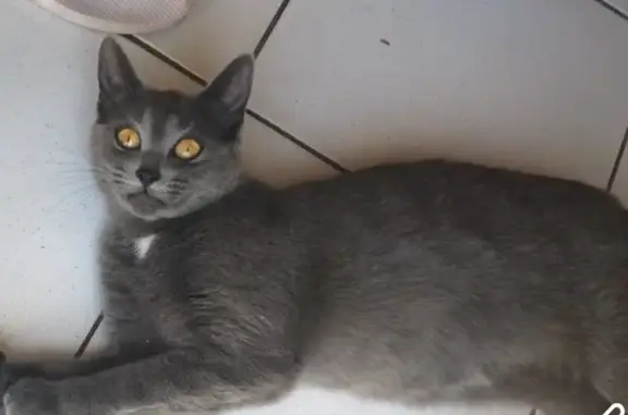 Animaux perdus Plérin, photo: Chat femelle gris perdu à Plérin