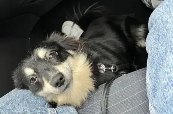 Chien trouvé sans identification à Giberville - photo