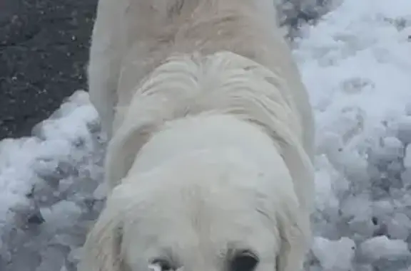 Chien perdu , photo : Chien Holden retriever perdu à Hauteluce