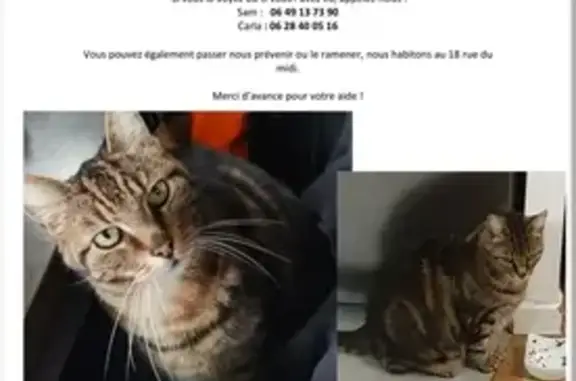 Animaux perdus Montreuil, photo: Chat disparu - Rue du Midi