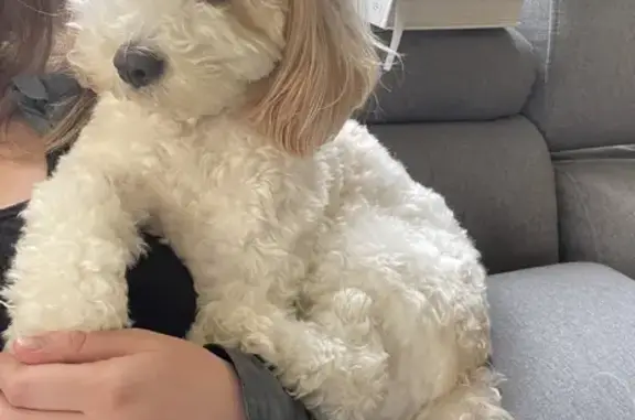Lost Cavoodle: Male, Small & Spotted | Churchill Ave, Monash