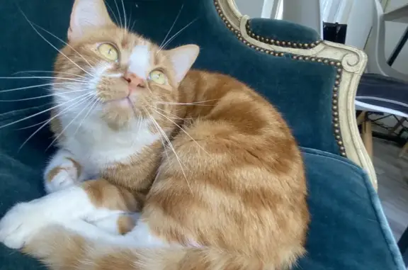 Animaux perdus , photo: Chat disparu, Murphy, 4 ans, rue Manouchian. Aidez-moi !